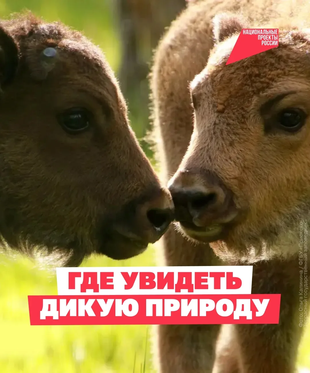 Увидеть нерпу, кита или зубра в дикой природе — впечатление, которое точно останется на...