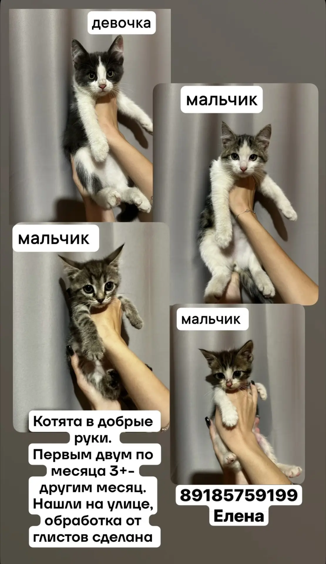 к лотку приучены