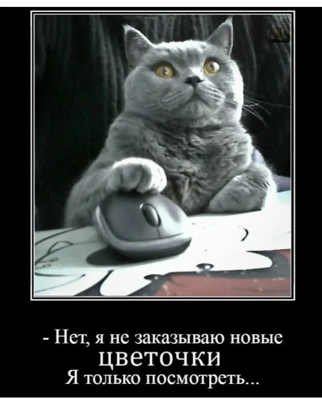 😁📸УЛЫБНИТЕСЬ📸😁  ✅ Подписывайтесь на сообщество ВК «МОЯ ГОРТЕНЗИЯ»: https://vk.com/moiagortenzia, что
