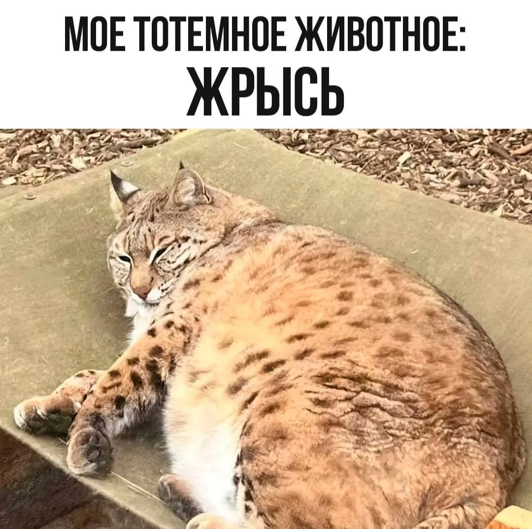Подписывайтесь на Саваничи