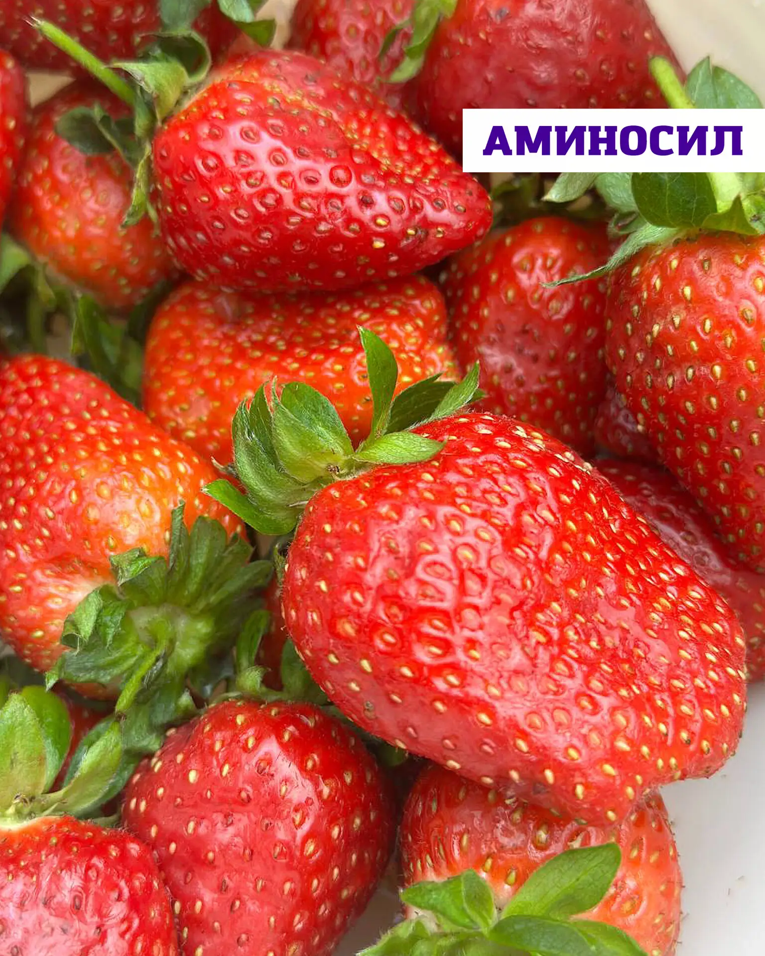 🍓 Как подготовить ремонтантную клубнику к следующей волне плодоношения

Ремонтантные сорта клубники