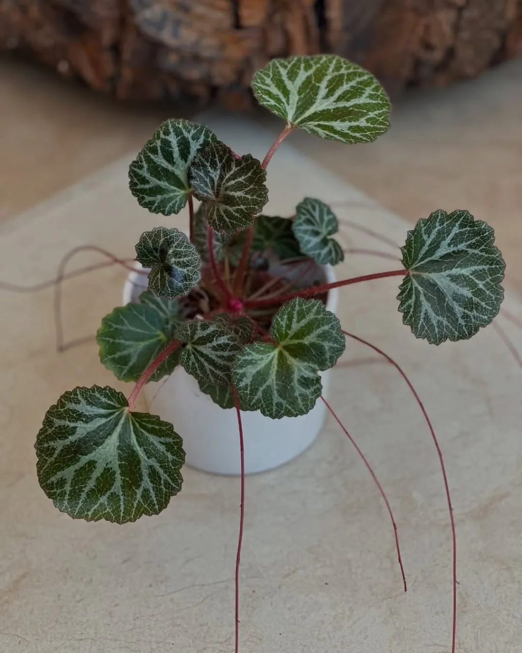 🌱 Камнеломка плетеносная (саксифрага столонифера) - небольшое травянистое растение сем...