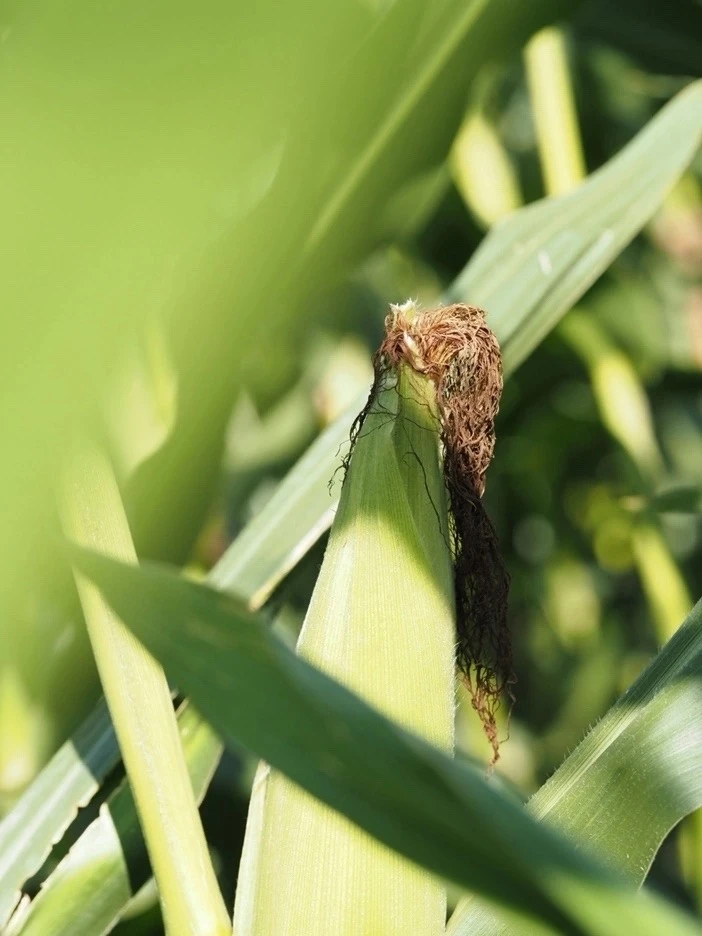 🌽 20 августа — День кукурузы!