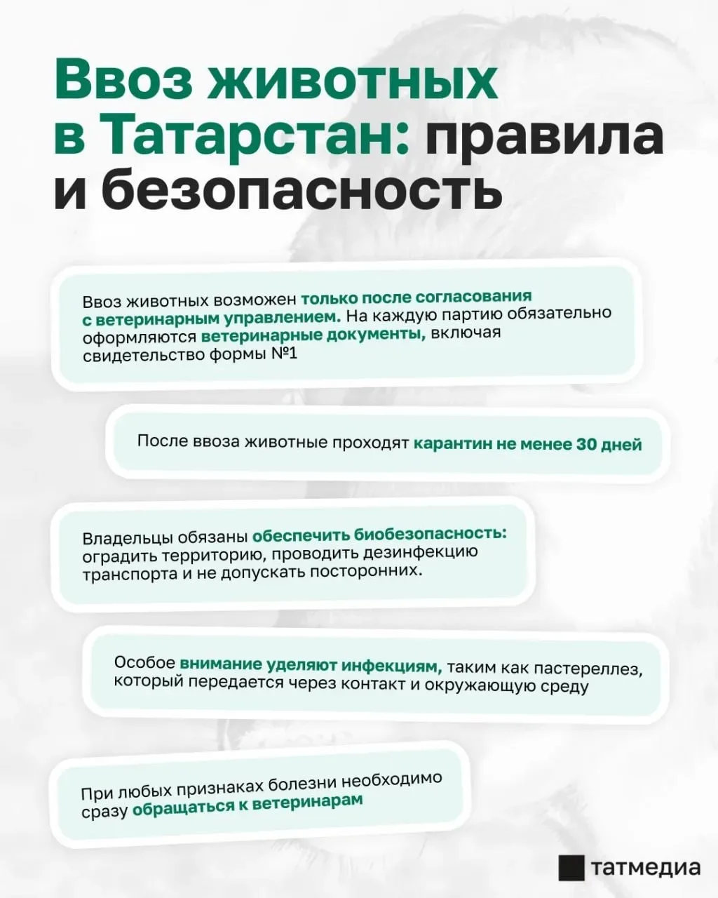 Татарстан Республикасы хакимияте ящур һәм бруцеллез кабынышлары булган төбәкләрдән терл...