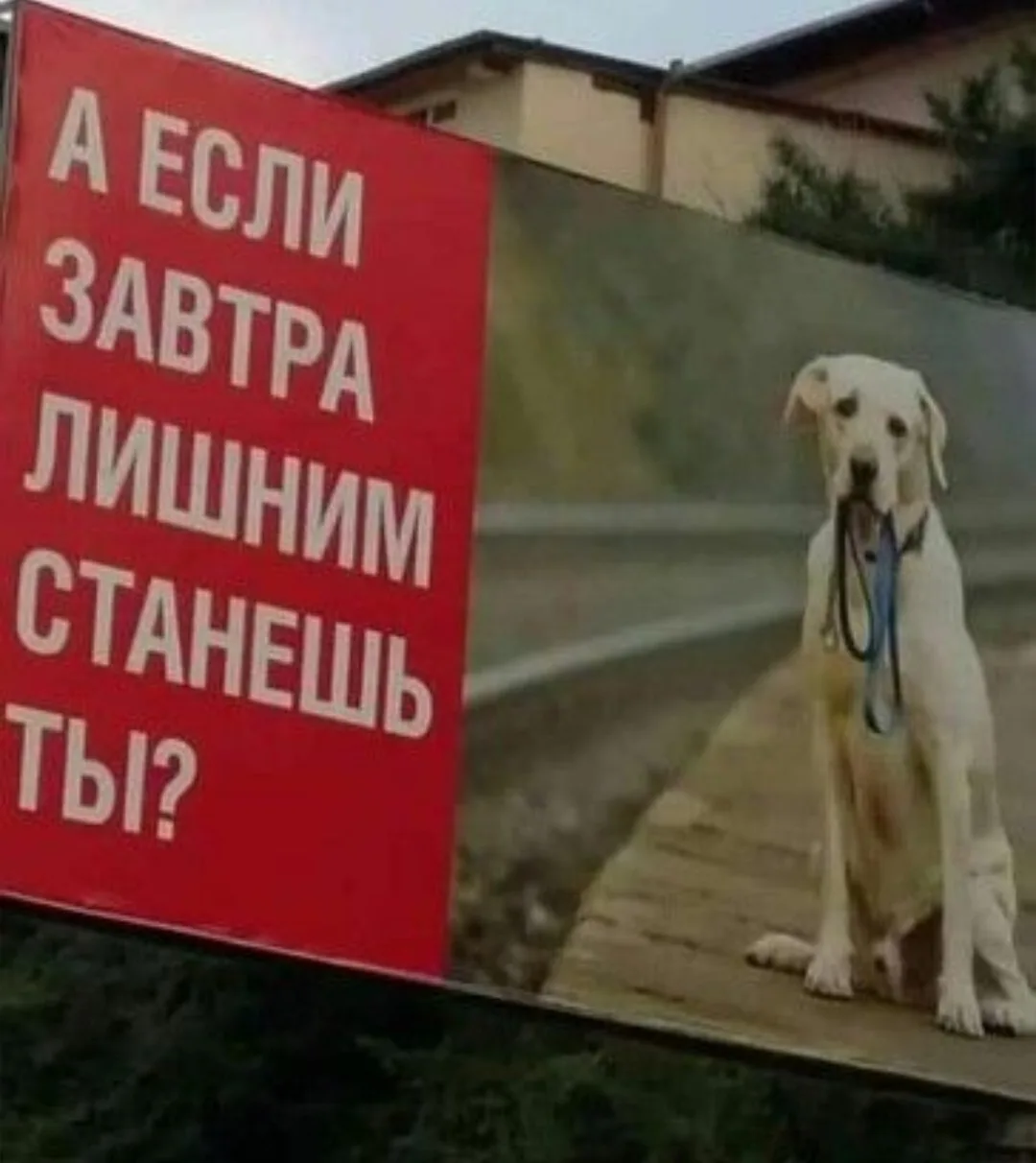 Мы в ответе за.....