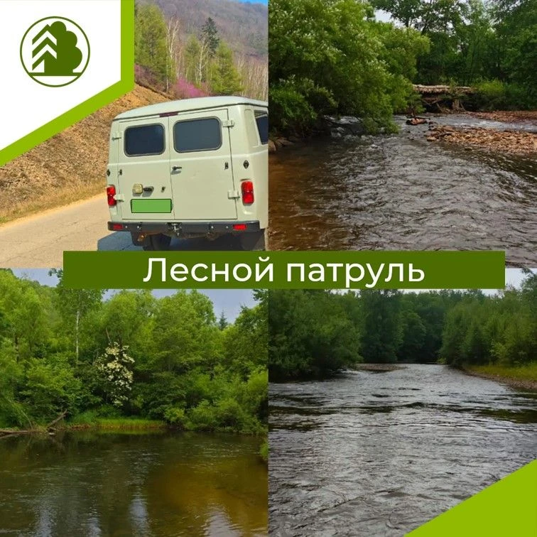 🌲 Очередные рейды: лес под охраной