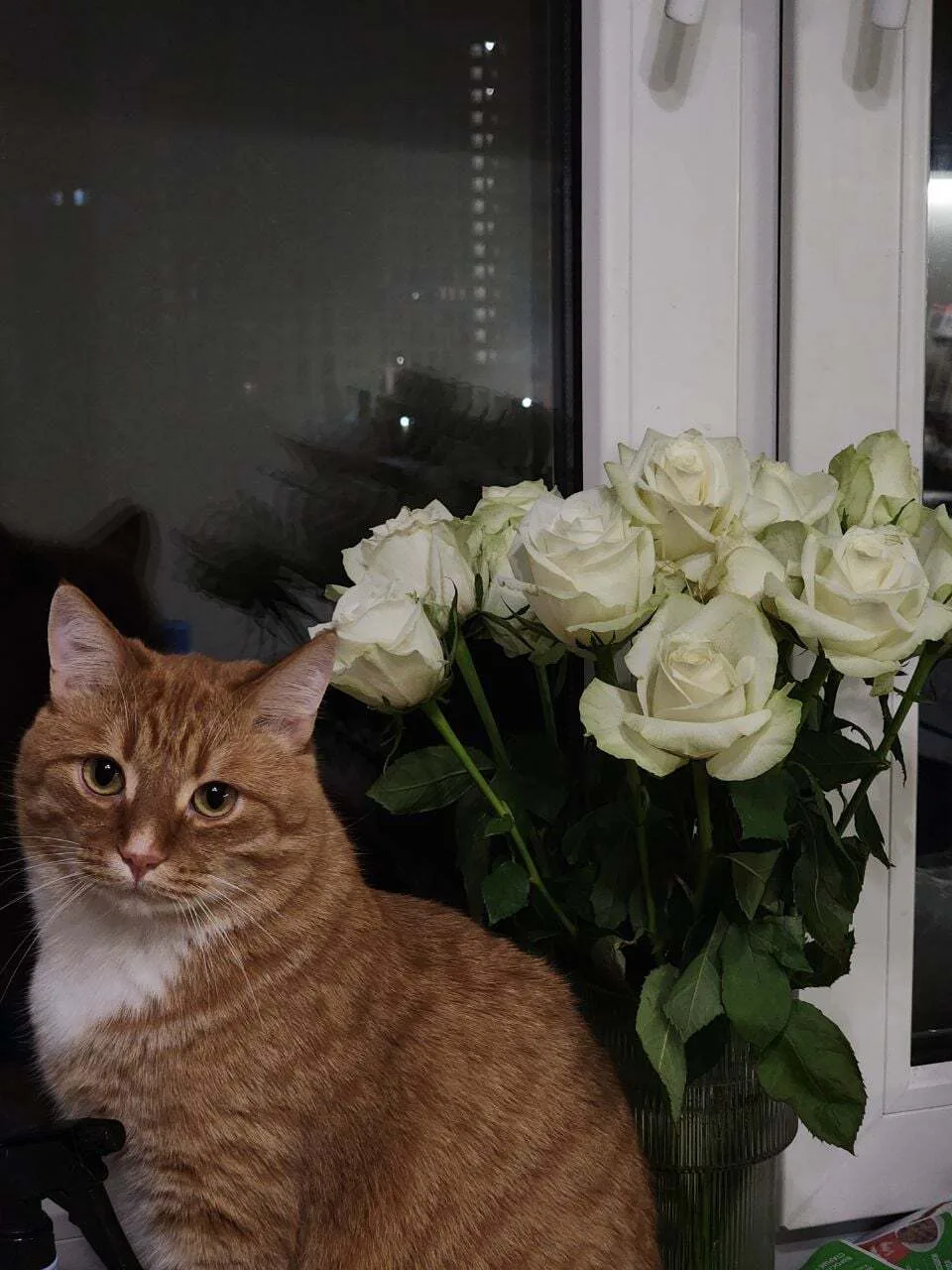 Всем здравствуйте! Потерялся кот в районе паркового, а именно в начале по нечётной стороне. Живот бр