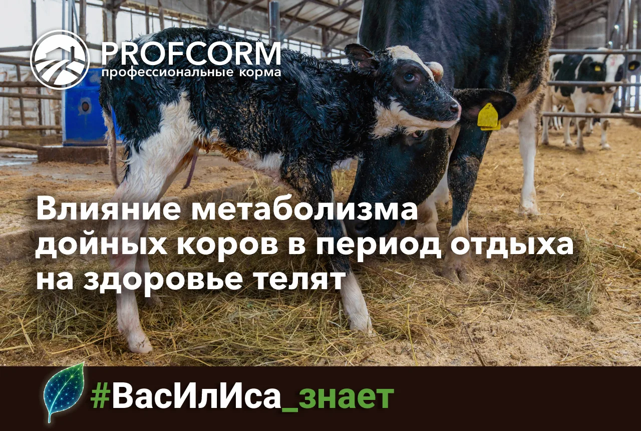 Как известно, успешный старт жизни телёнка — залог крепкого здоровья и продуктивности. ...