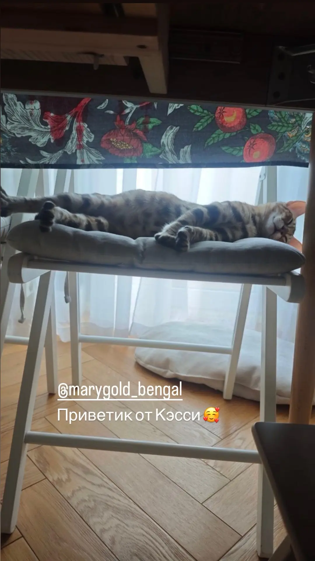 Кэсси 🩷 Первые денечки дома🥰 и я очень благодарна за обратную связь 🙏🏽