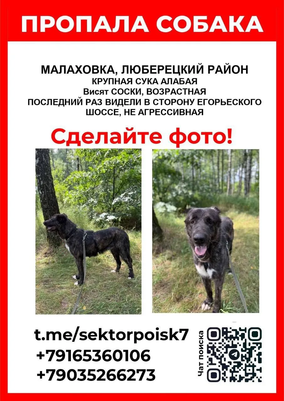 🚨 ПРОПАЛА СОБАКА! АЛАБАЙ