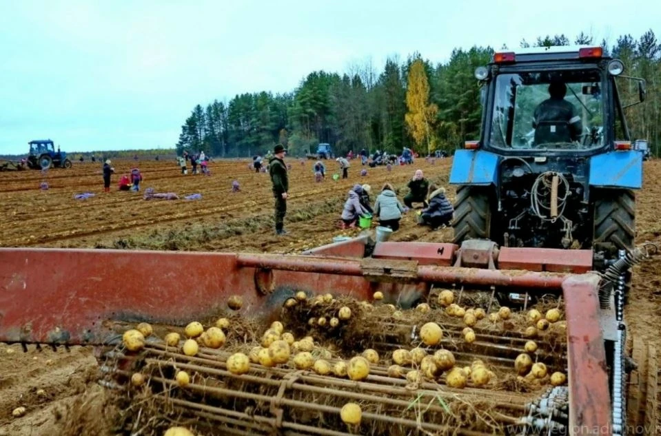 В Кировской области продолжается уборка урожая: картофель убран примерно с половины зап...