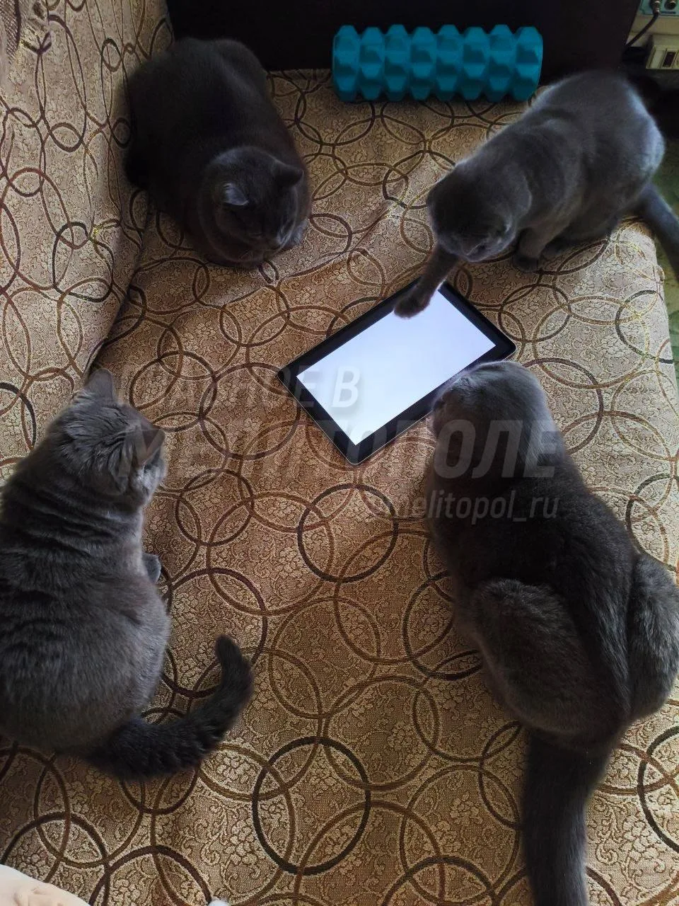 Четыре кота подписчицы облюбовали планшет