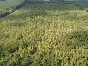 В Нижегородской области Россельхознадзором выдано предписание за зарастание почти 200 г...