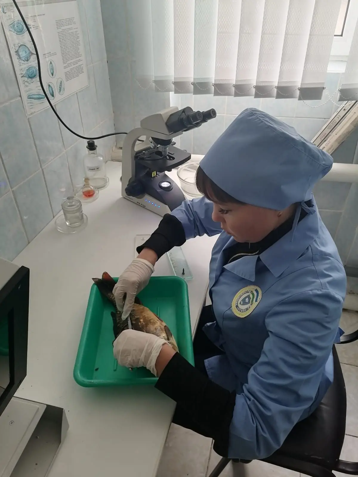Паразитарные заболевания рыб, представляющие угрозу для здоровья человека, являются сер...