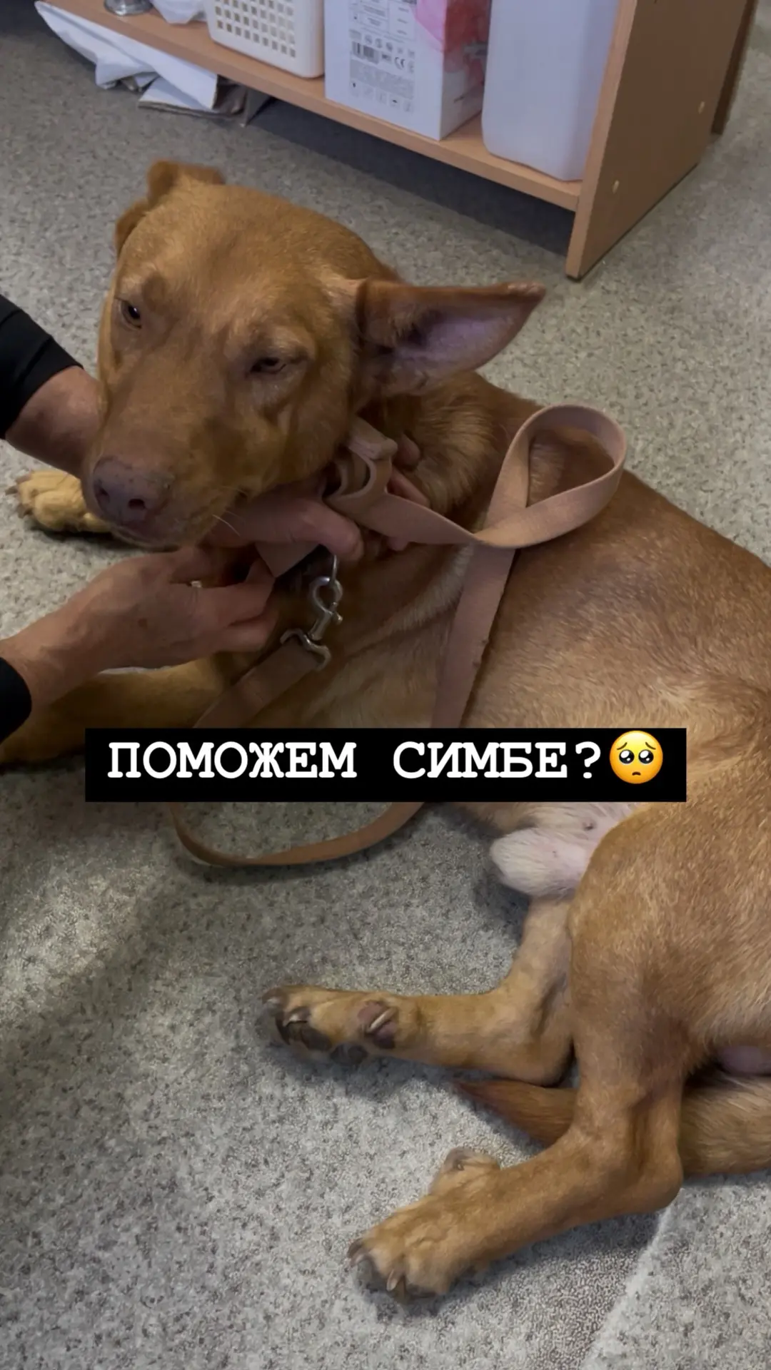 🆘ПОМОЖЕМ СИМБЕ?🥺