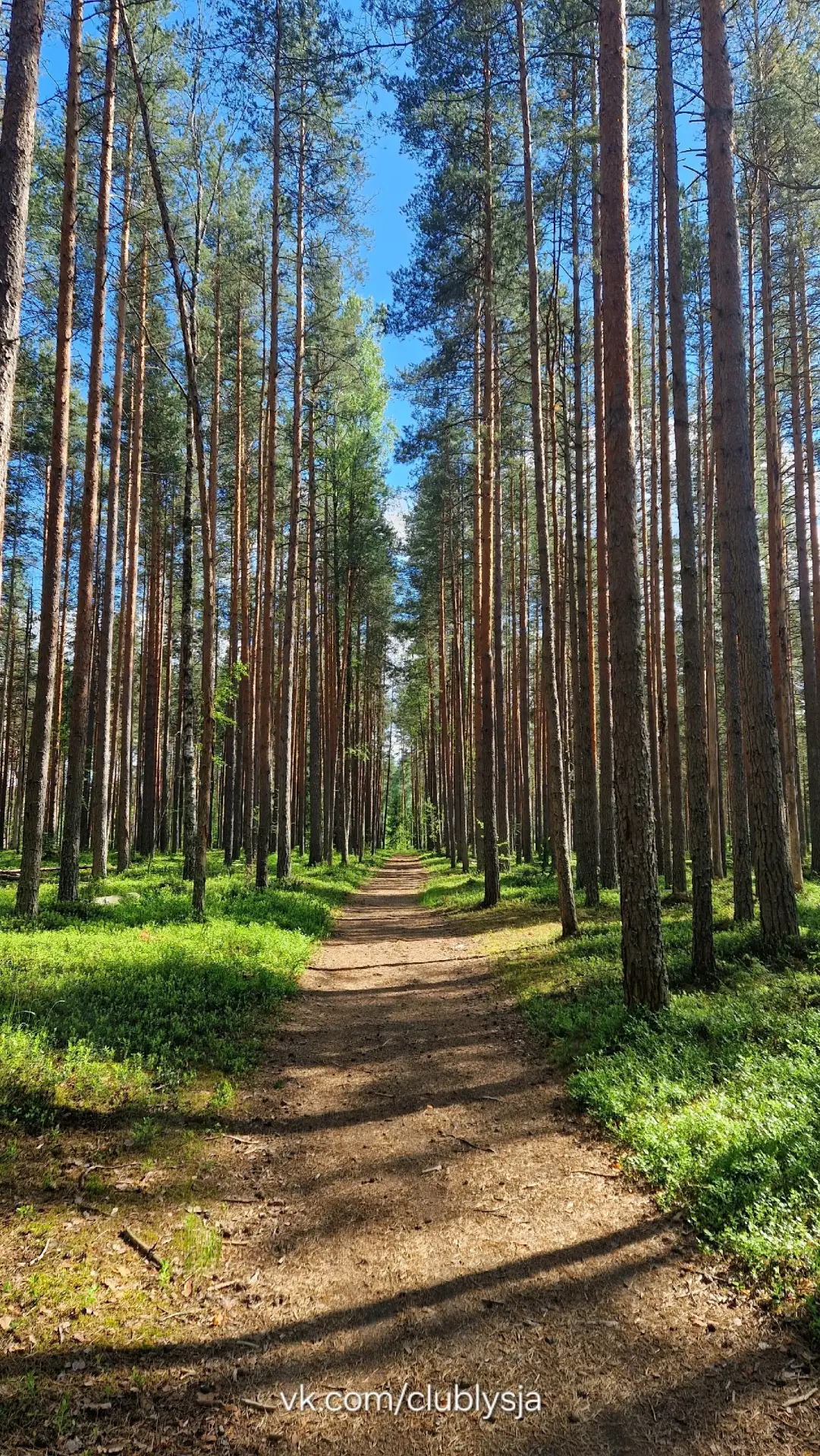 Озера Туманное и Тенистое, скрытые в густом сосновом лесу, расположенные в Приозерском ...