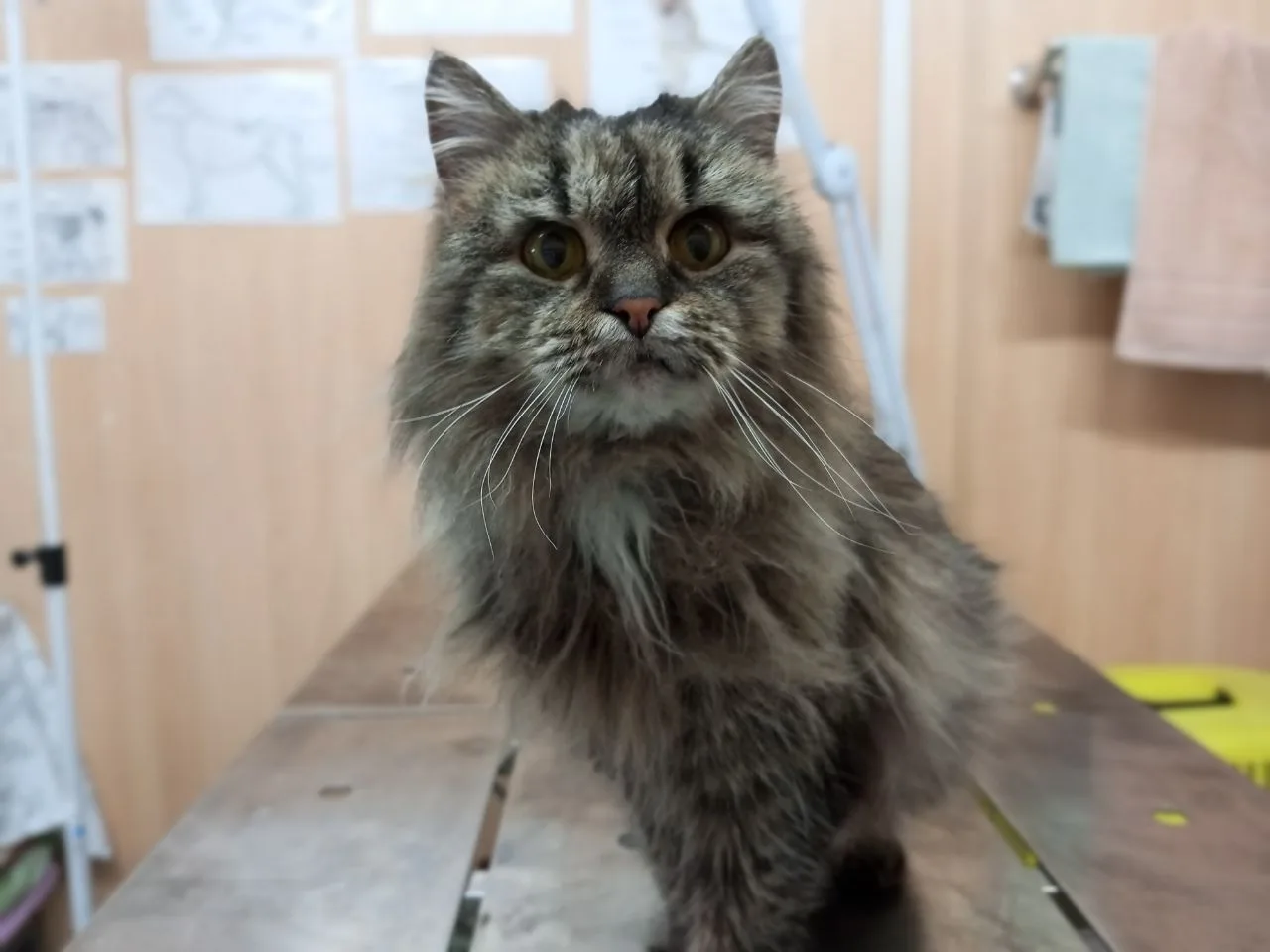 Ищем нового владельца!
