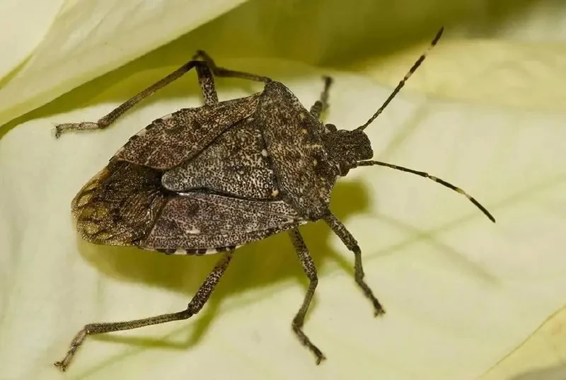 🐞 Подмосковью предрекли нашествие клопов-вонючек.