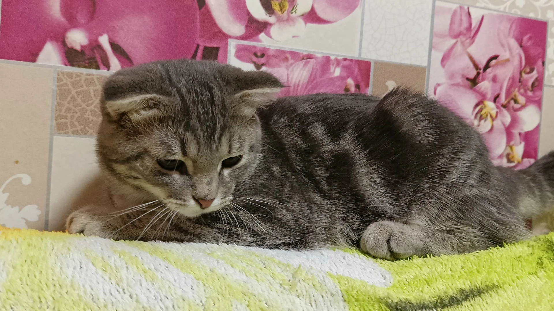 Отдам котят в добрые руки, лоток на 5+ , едят всё