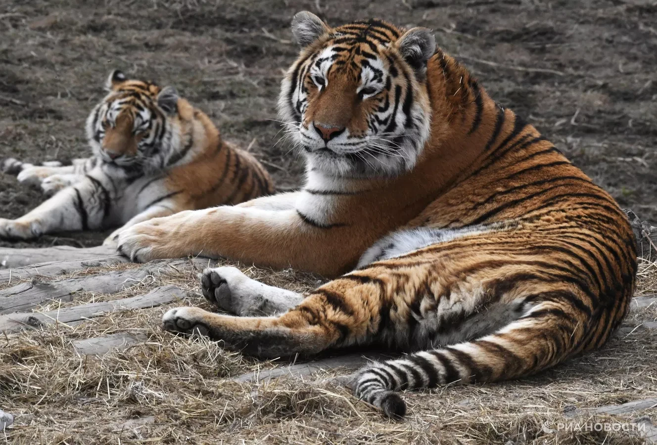 https://ria.ru/20260729/tigr-2107641174.html?ysclid=ms5pbw61rd171688413