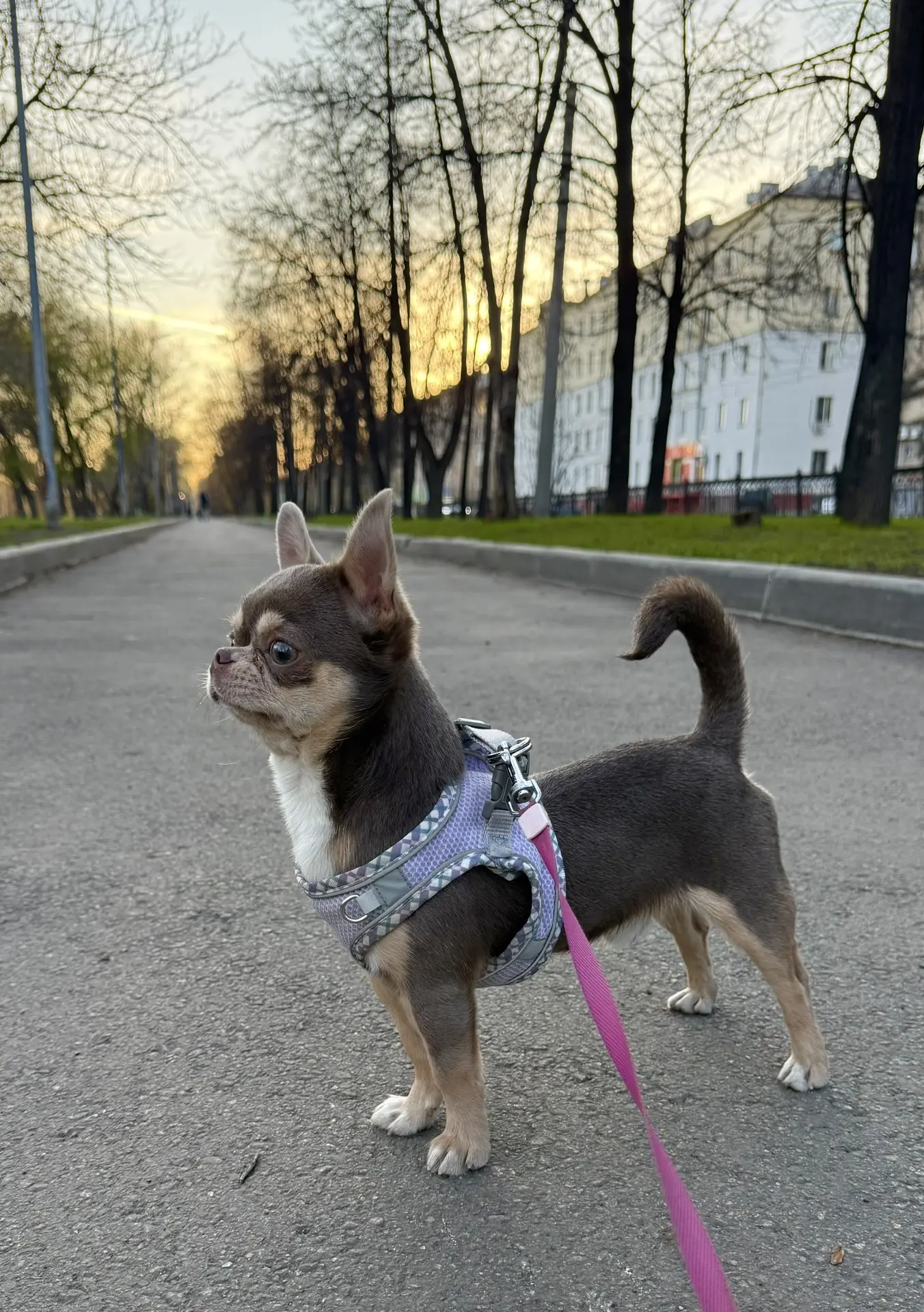 Наш важный пес 🐶❤️