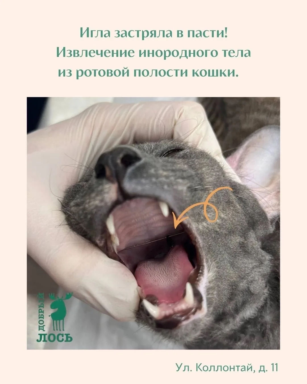 Ночью 11 июня в клинику «Добрый лось»поступила кошка с жалобами на обильное слюнотечение.