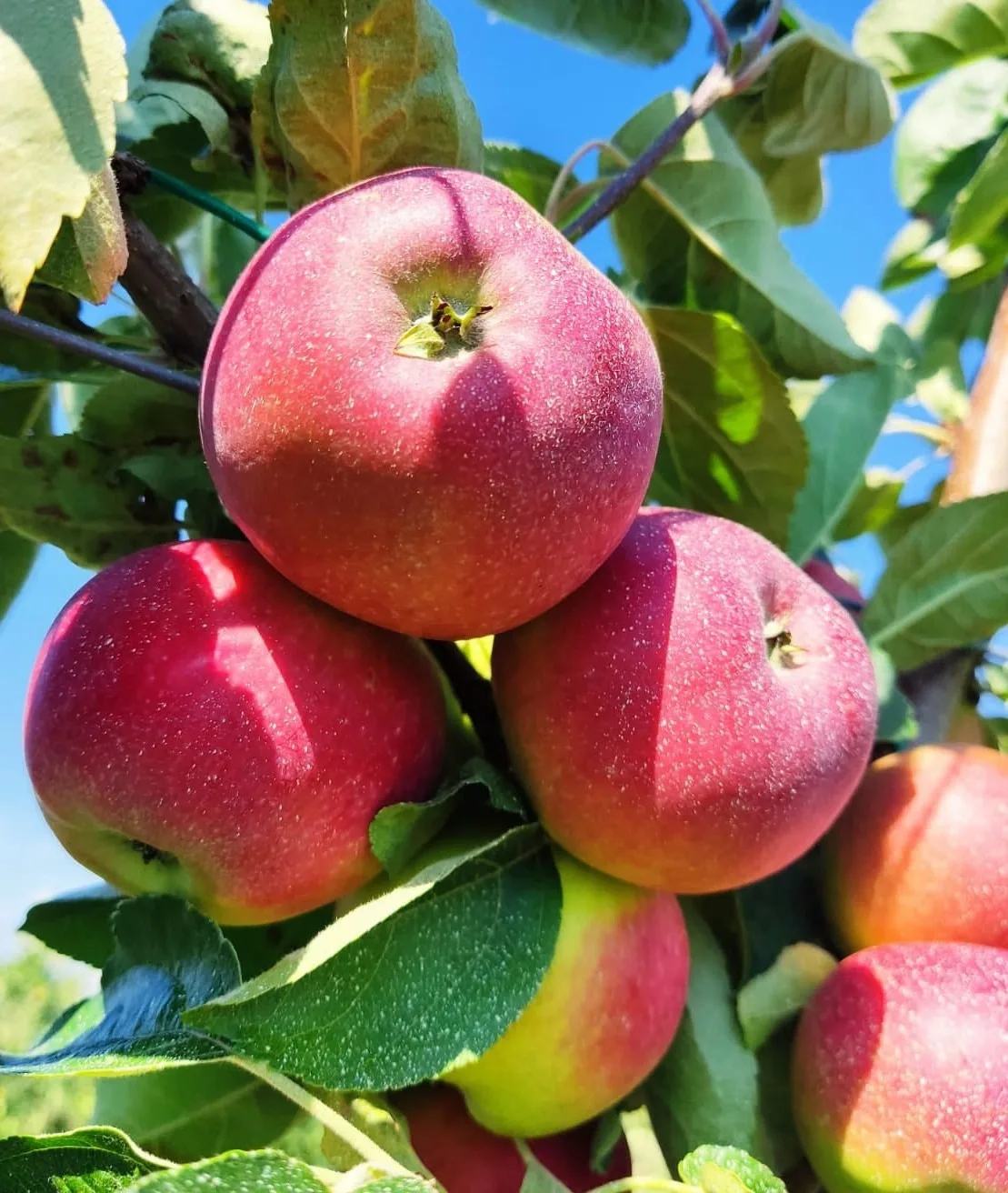 🍏 Яблочный Спас на Смоленщине — собираем урожай и готовимся к осени 🍎