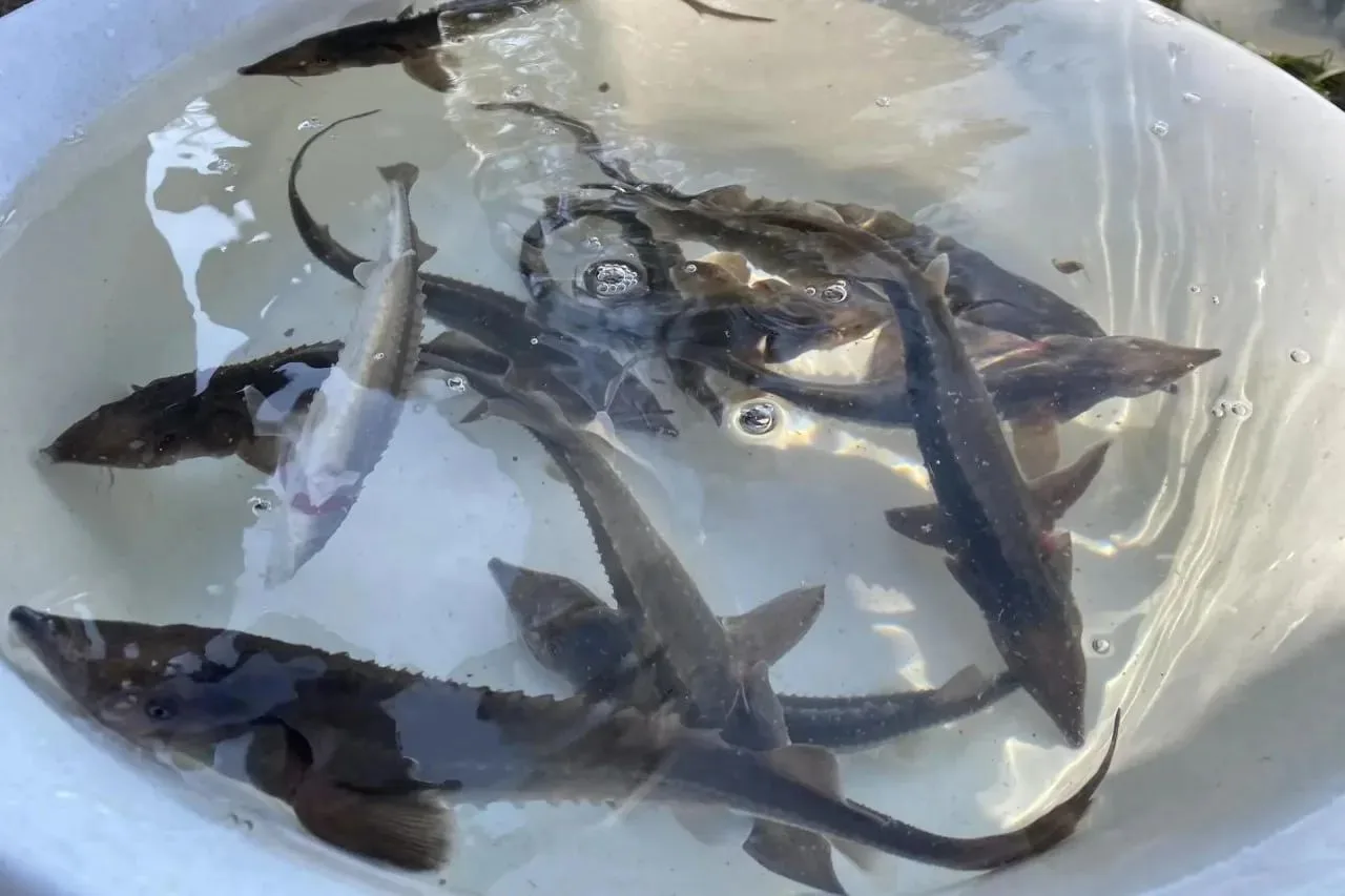 🐟 В Обское море выпустили краснокнижных осетров