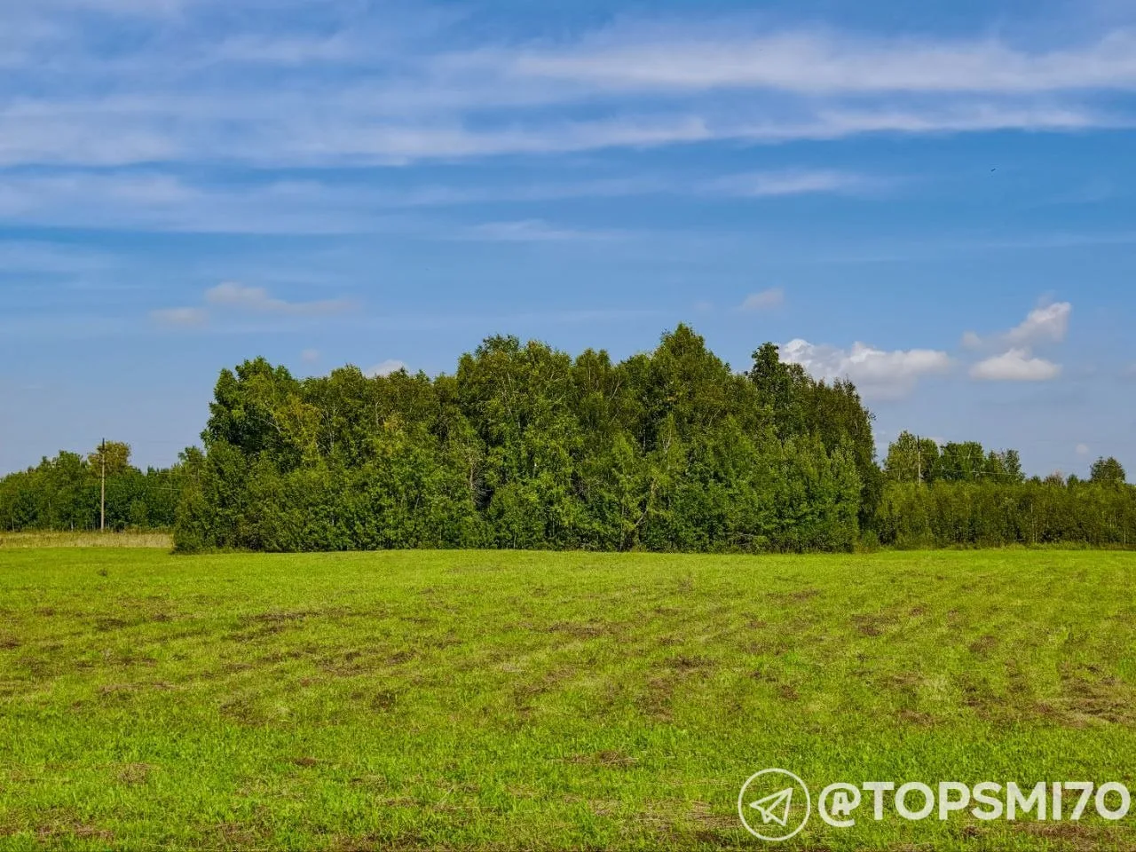 🐛 В трёх районах Томской области закрыли леса из-за борьбы с опасным вредителем