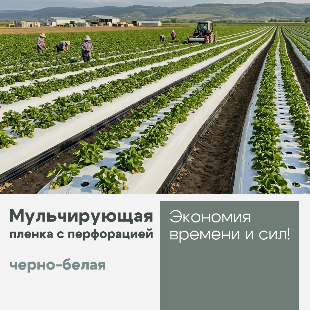 Мульчирующая пленка с заводской перфорацией – идеальный выбор для масштабных работ! 🌱 

Ускорьте по