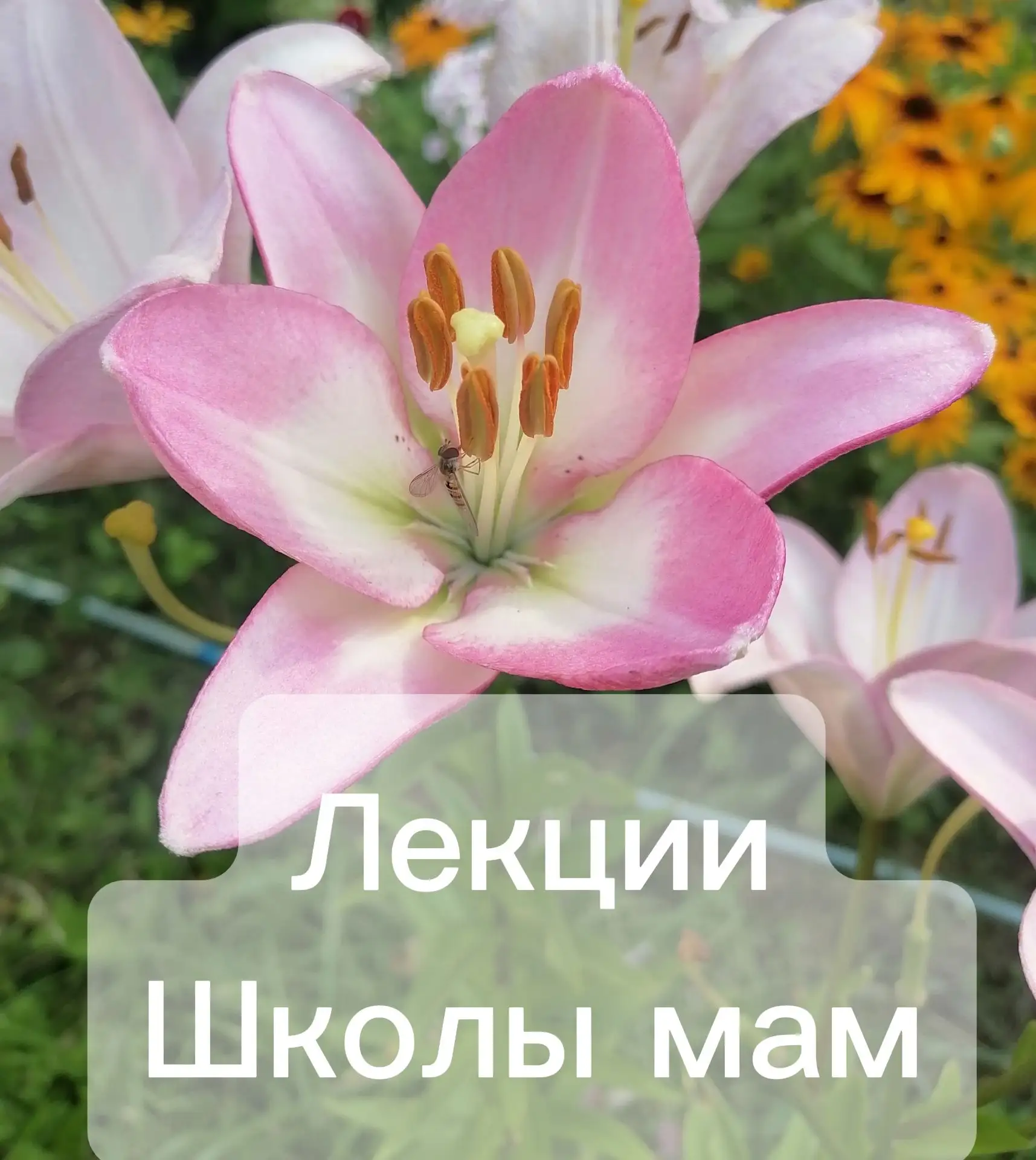 ☀️ Школа мам и открытая лекция на следующей неделе