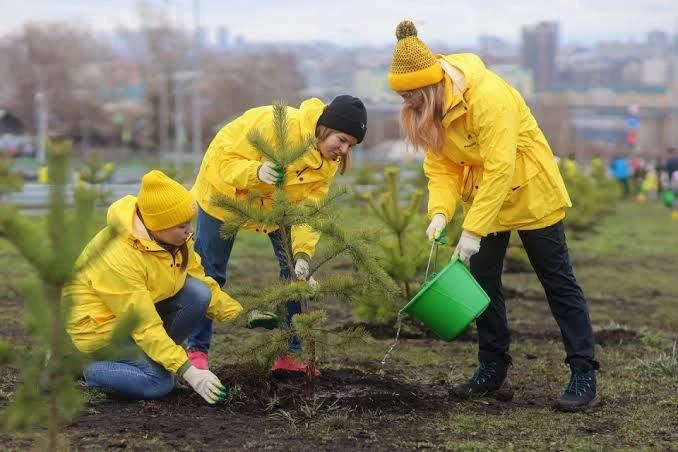 🌲 В ДНР до конца 2026 года высадят 405 000 сеянцев сосны и акации