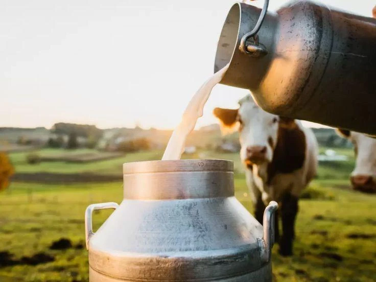 Почему не стоит пить сырое парное молоко? 🥛