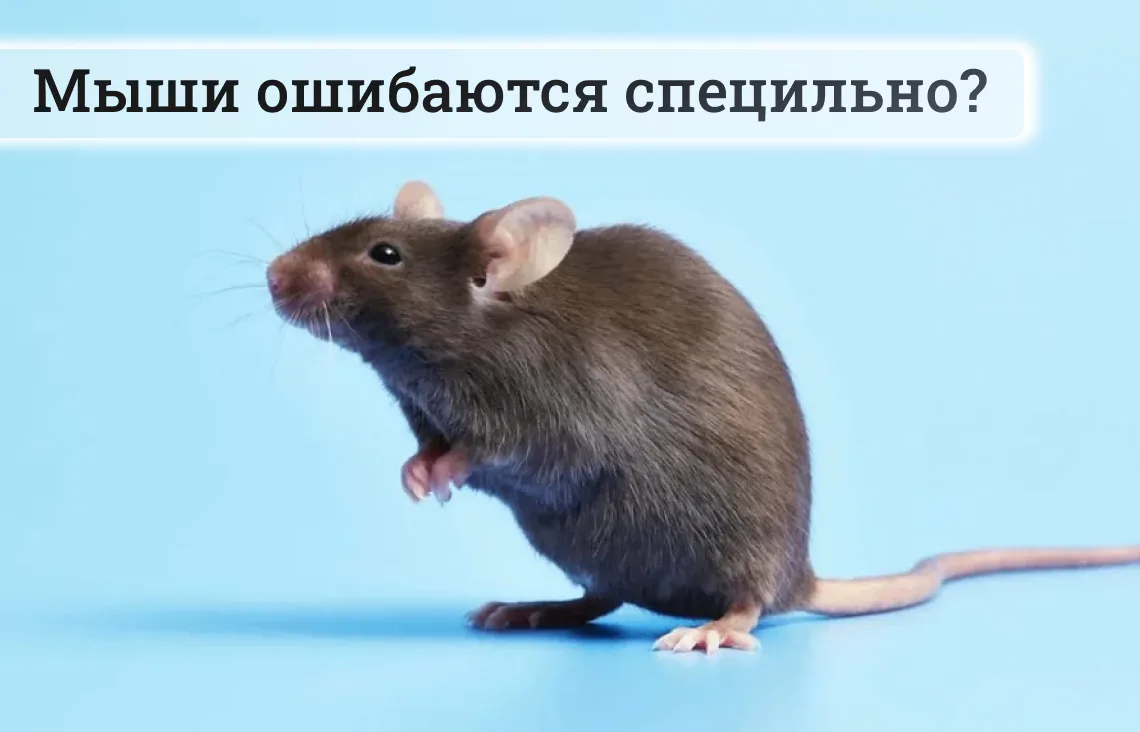 🧠 Почему мыши намеренно ошибаются во время обучения