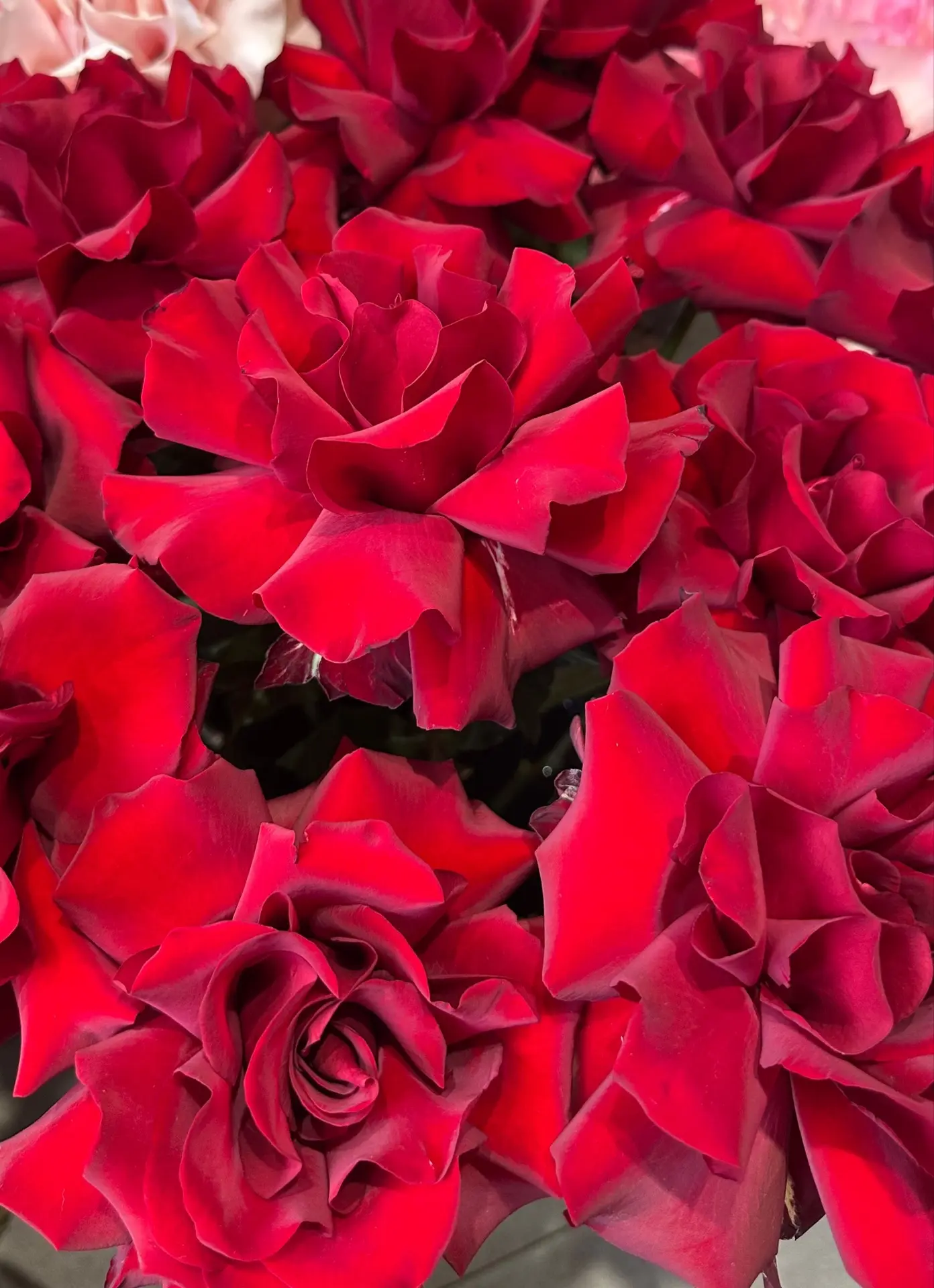 СВЕЖЕЕ ПОСТУПЛЕНИЕ ФРАНЦУЗКИХ РОЗ! ❤️