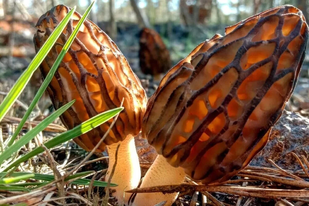 Смσрчки🍄‍🟫