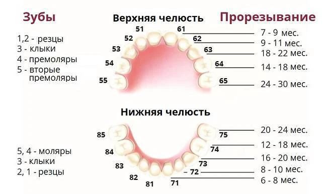 ПРИМЕРНЫЕ СРОКИ ПРОРЕЗЫВАНИЯ ЗУБОВ У МАЛЫШЕЙ⬆️