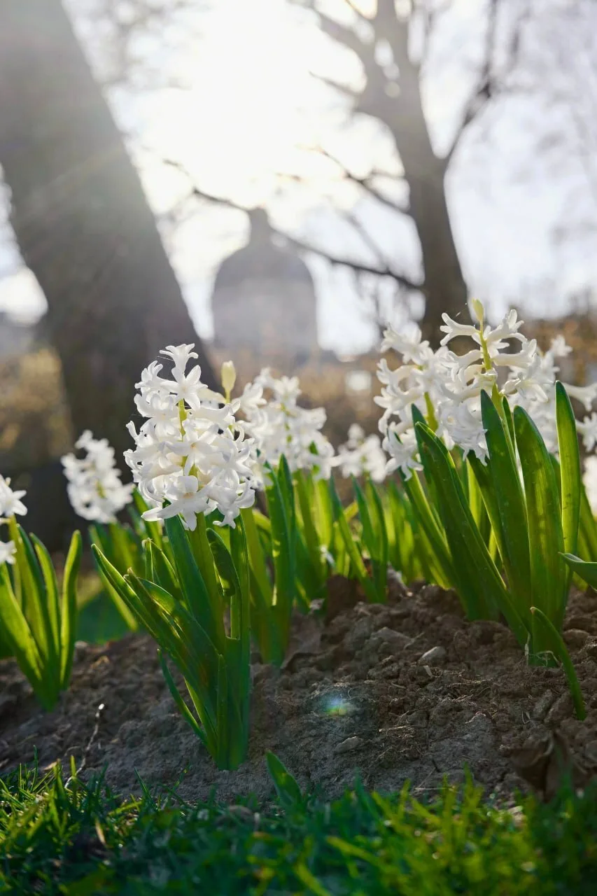 Весточки весны в Дворцовом парке Гатчины 🌱  📷: Музей-заповедник «Гатчина», Смирнова Яна  Дежурный по