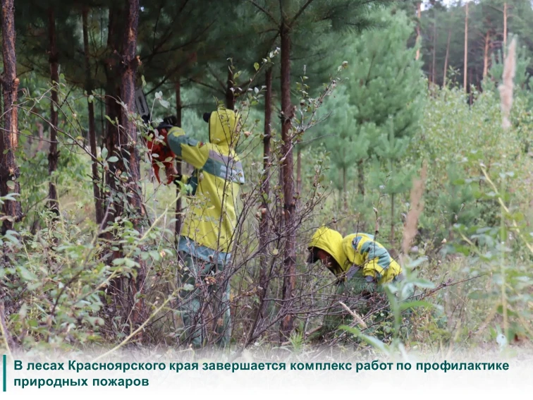 Сотрудники наземной службы краевого Лесопожарного центра в рамках реализации национальн...