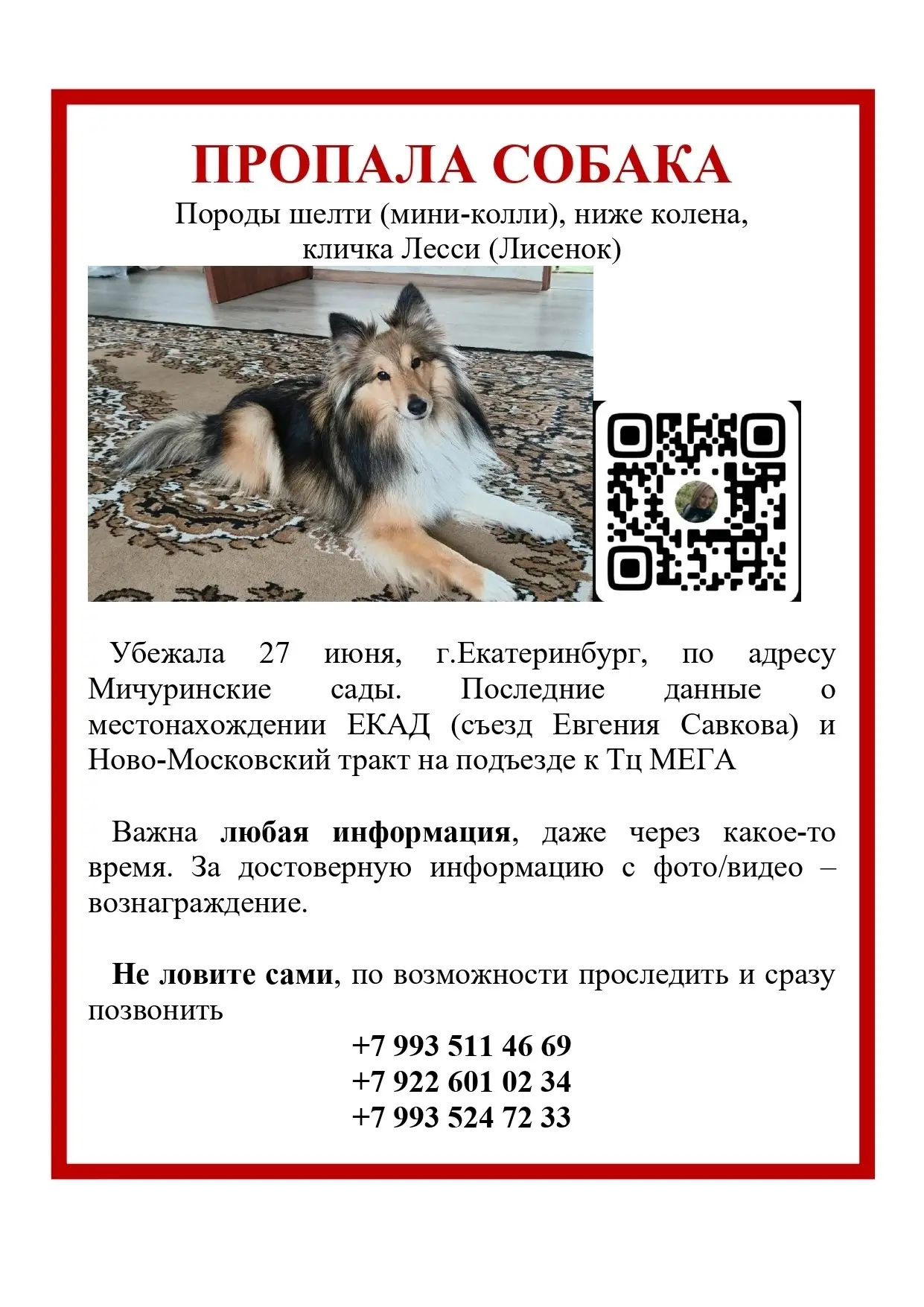 Потерялась собака, шелти, трехцветный окрас (Екатеринбург, Мичуринский, Широкая речка, ...