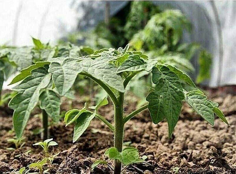 ГРАФИК ПОДКОРМОК ТОМАТНОЙ РАССАДЫ🌱  1-я подкормка - на третьи сутки после того, как сеянцы полностью