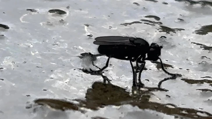 Невероятные мухи