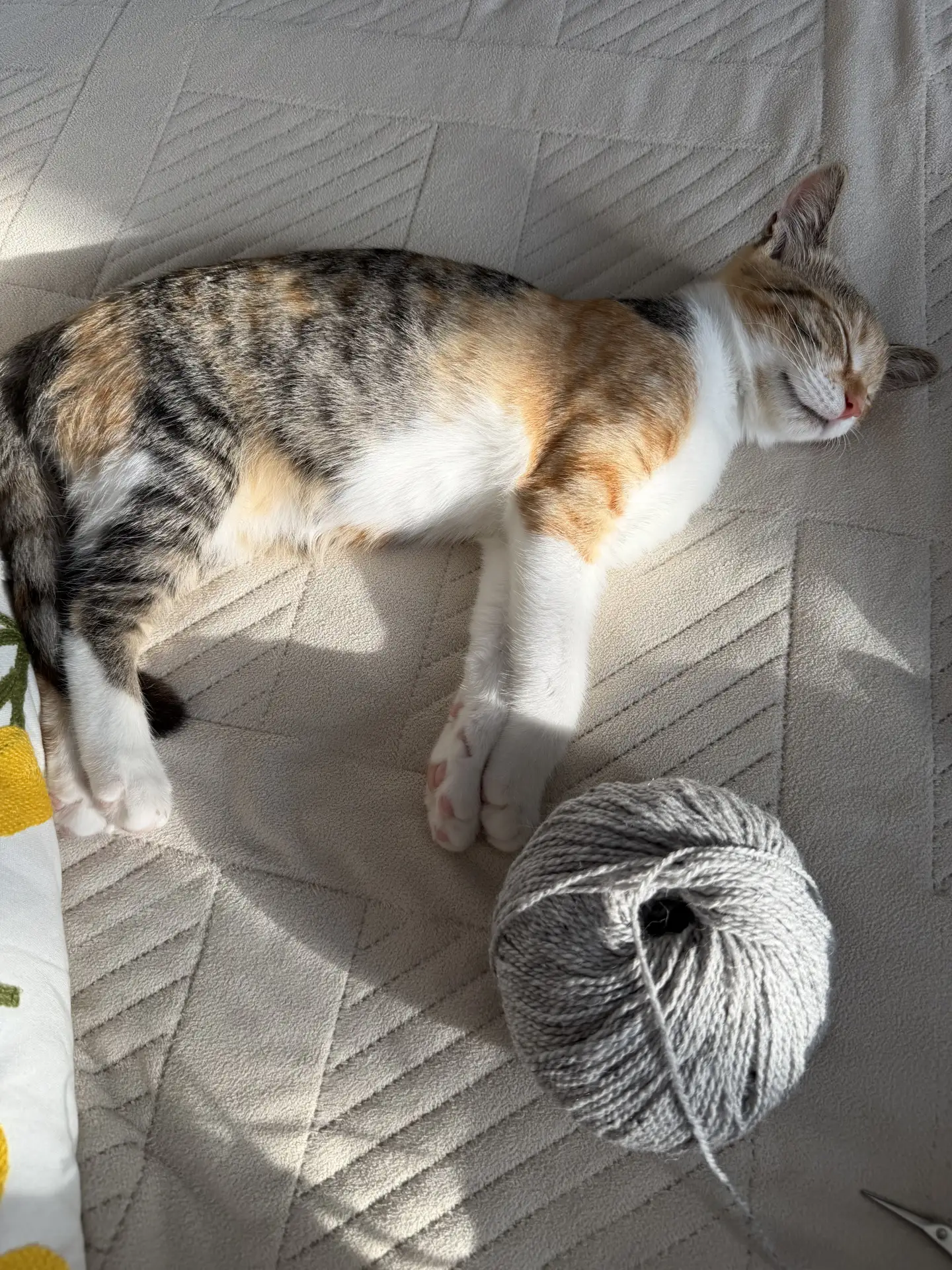 Ириска сегодня охраняла мой новый проект 🧶 А завтра выйдет 5 часть недели стартов ✅ В ...