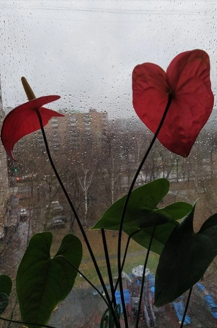 🌧️ Дождливый и атмосферный Свободный проспект