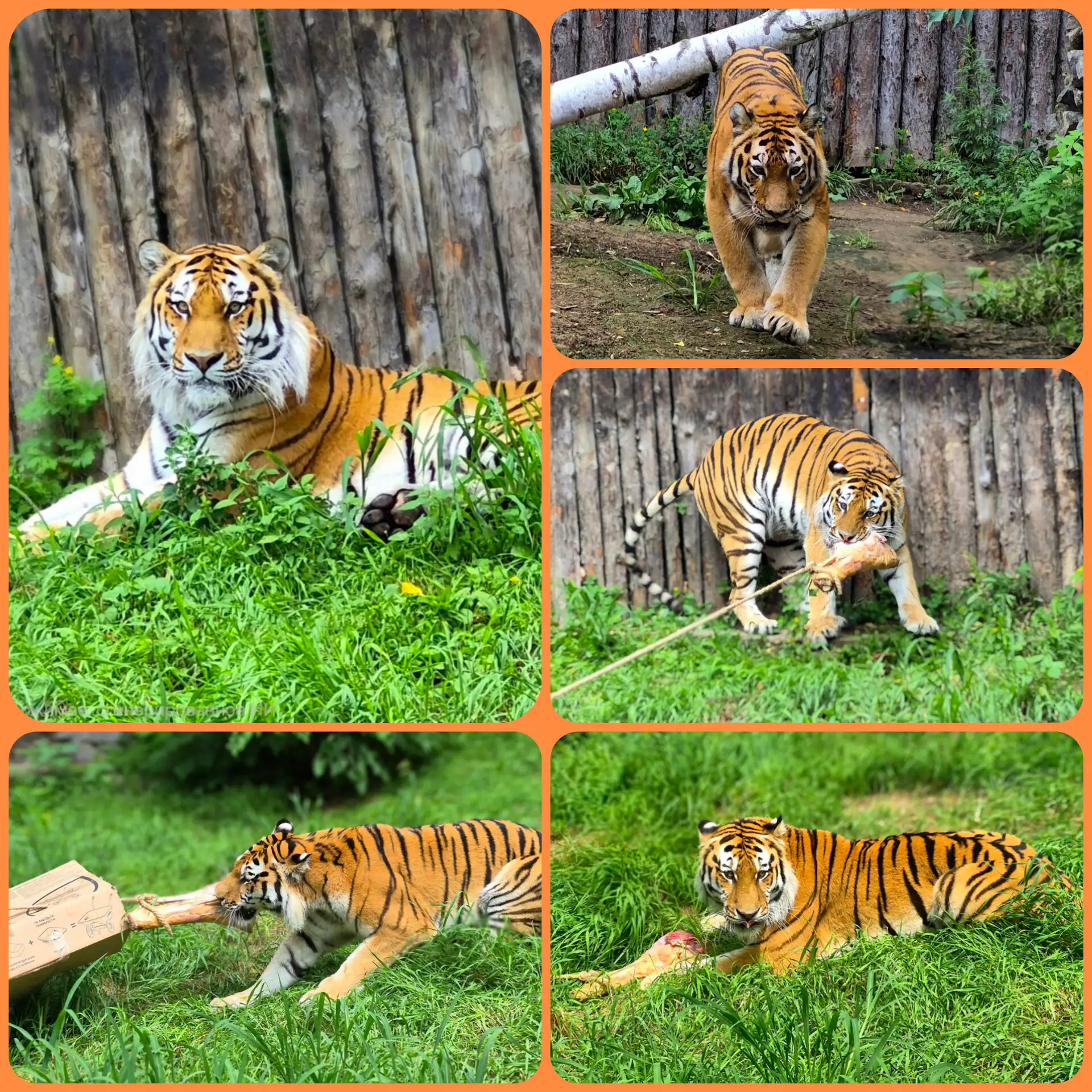 🎉 В Зоосаде — Международный день тигра прошёл на УРА!🐅  

Это был тот самый день, когда в воздухе 