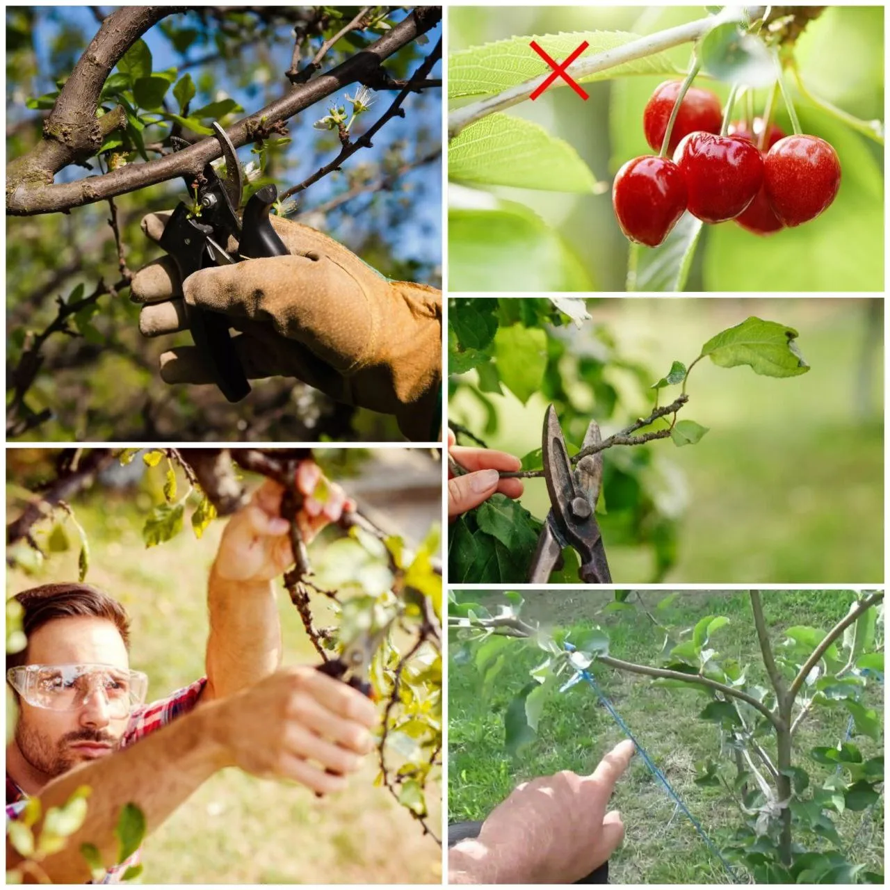 Летняя подрезка плодовых деревьев

🌳Летняя подрезка позволяет ускорить формирование кроны молодых д