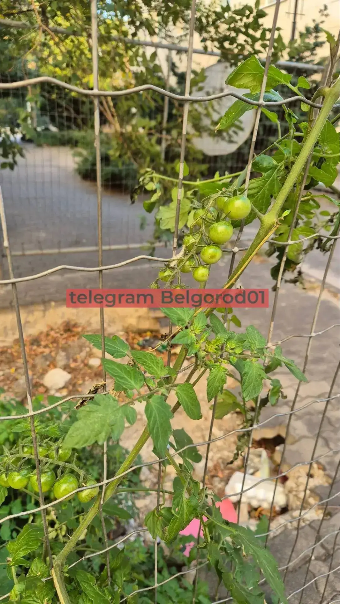 Помидоры выросли в раскопанной для ремонта яме 🍅