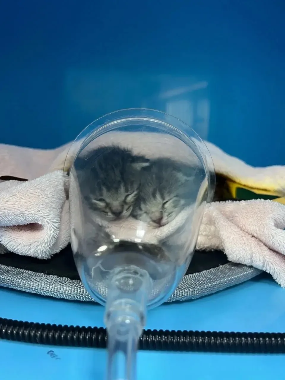🙏Житель Воронежа спас двух тонувших в водохранилище котят