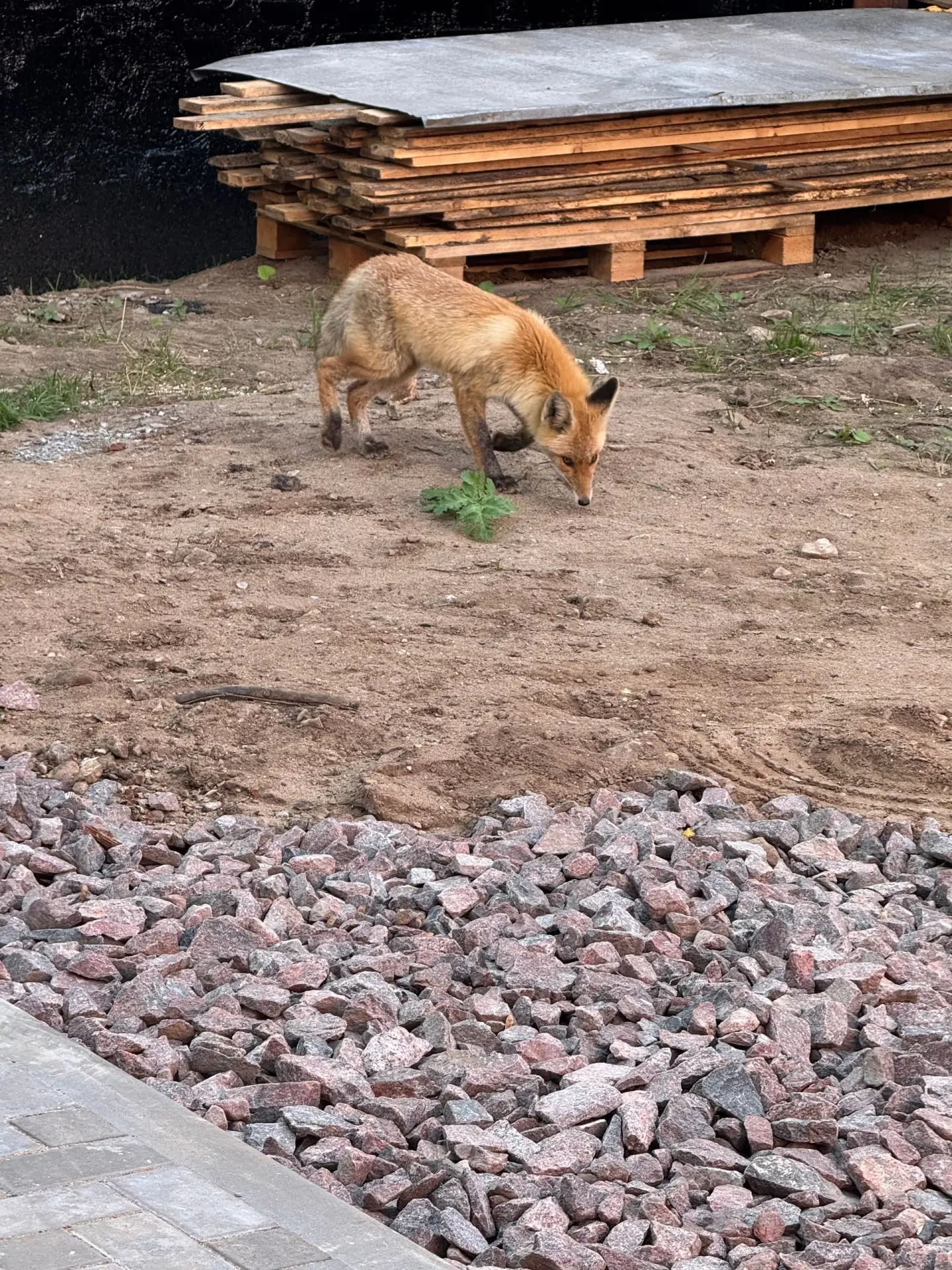 Был замечен на Автотранспортном переулке 🦊 🦊 🦊