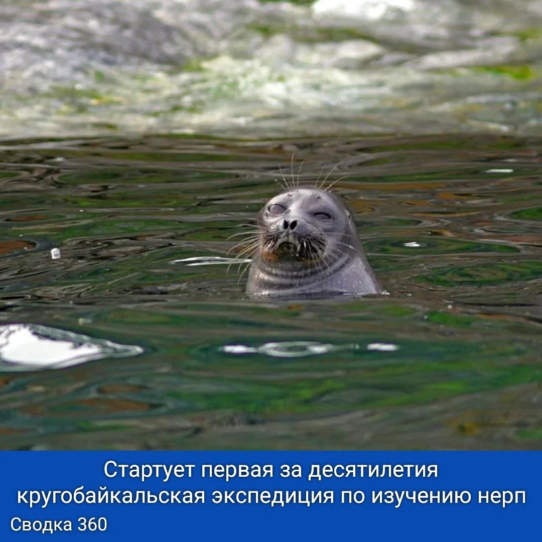 Стартует первая за десятилетия кругобайкальская экспедиция по изучению нерп! 

Команда из семи учены